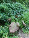 klette blatt.webp