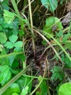 huflattich stiele.webp