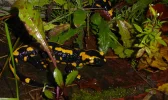 SALAMANDER-1.webp