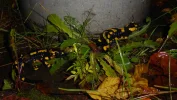 SALAMANDER-2.webp