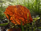 P1020535.webp