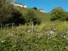 DSCN4751.webp