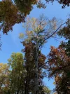 Baum mit Misteln.webp