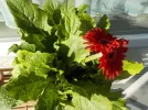 DSCN4818.webp