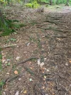 wurzelweg.webp