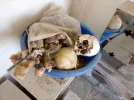 IMG-20171008-WA0000.webp