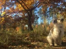 IMG-20211106-WA0069.webp