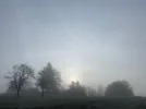 nebel bäume.webp