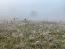 nebel gras.webp