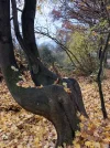 treehomeleft.webp