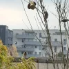 vögelchen.webp
