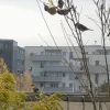 vögelchen1.webp