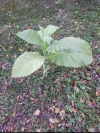 IMG_20211120_211037.webp