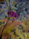 P1050347.webp