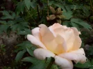 100_1078.webp