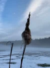 Mond Weiher Seehof.webp