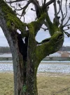 mantelbaum1.webp