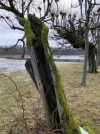 mantelbaum2.webp