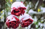 Rosen im Schnee.jpg