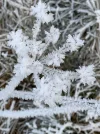 eisblume.webp