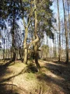 Bild 099.webp