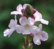 Verbena officinalis.webp