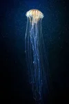 11a.webp