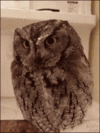 owl_mid.gif