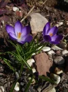 P1050500.webp