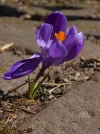 P1050509.webp