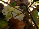 P1050530.webp