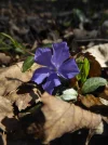 P1050551.webp