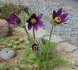 1648552267709.webp