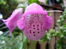 DSCN0186.webp