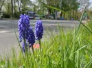 Busblume.webp