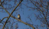 P1030928-vogel.webp