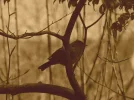 vogel.webp