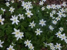 P1050604.webp