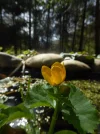 P1050620.webp