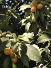 1650553709529.webp