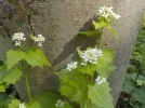 DSCN5071.webp