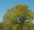 DSCN5083 (2).webp