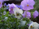 DSCN0727.webp