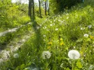 DSCN5098.webp