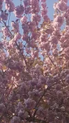 Screenshot_20220428-094405_Gallery.webp