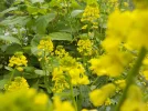 DSCN5147.webp