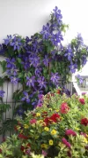 clematis.webp