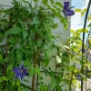 clematis2.jpg