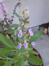 IMG_20220516_175036.jpg