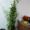 jasmin.webp